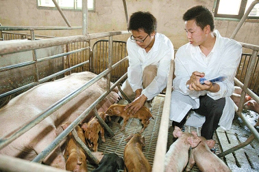 企业招聘猪场饲养员要求本科或硕士学历