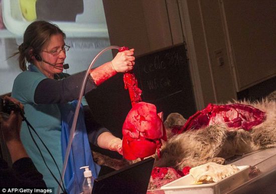 丹麦博物馆向小学生展示狼尸解剖全过程(图)