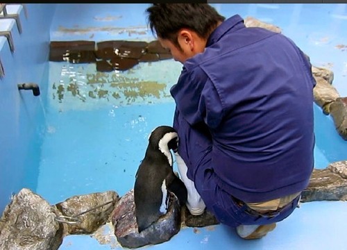 日本10岁雌企鹅求爱饲养员 走红视频网络(组图