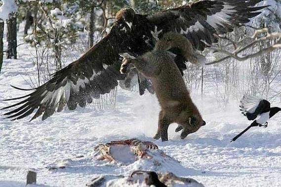 金雕攻击西伯利亚狼激烈交锋:草原上巅峰对决