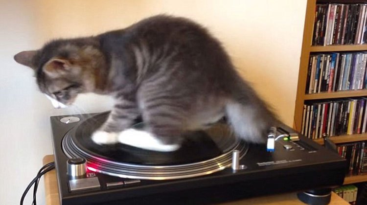爱尔兰小猫模仿DJ用爪打盘 视频爆红网络(组图