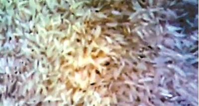 長蟲的大米用於製作快餐盒飯(視頻截圖)