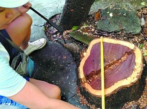 被锯断的黄花梨树直径有40厘米。