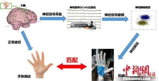 中国首次成功在脑中植入电极用意念控制机械手臂