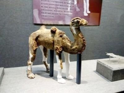 隋煬帝墓誌、墓誌蓋原件首亮相 修復動物俑展出