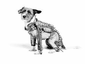 前苏联特制的小狗太空服13日在网上拍卖。
