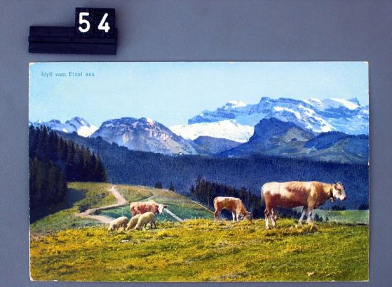 苏黎世附近的瑞士阿尔卑斯山场景，3只绵羊正在吃草，母牛的脖子上挂着铃铛。