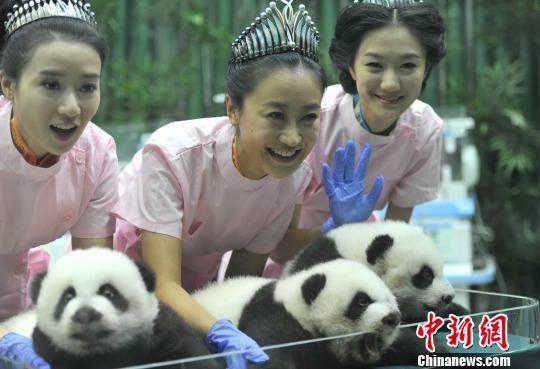 全球唯一存活大熊貓三胞胎與美女約午餐