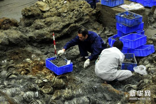 这是考古人员在“南海一号”现场发掘(12月2日摄)。