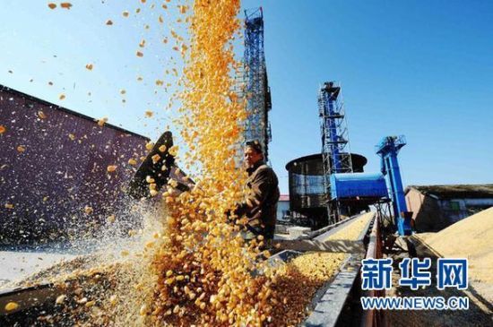 在黑龙江省二九一农场，一家粮食收储企业工人在向烘干塔内传送玉米(10月10日摄)。全国粮食总产量2014年实现“十一连增”，让中国人端牢了手里的饭碗。2014年全国粮食总产量达到60709.9万吨，比上年增加516万吨。农业的稳步向好，鼓了农民的“钱袋子”。今年前三季度，全国农村居民人均现金收入8527元，实际增长9.7%，快于全国城镇居民人均可支配收入。新华社记者 王建威 摄