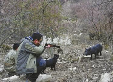 1月19日，记者探访川内大型合法狩猎场，寻猎时猎狗、导猎员必不可少。