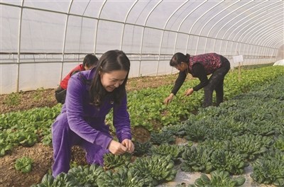 南京“海歸”年輕媽媽樂當“農場主”種生態蔬菜