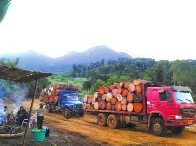 卡车将采伐的木头转运回中国。