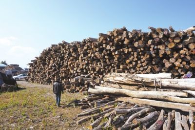 1月29日，瑞丽一处木料厂，老板刘威没有卖出的缅甸酸枝堆积如山。京华时报记者怀若谷摄