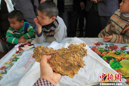 新疆青河縣一牧民上周意外撿到重7.85公斤公斤左右的一塊狗頭黃金，這塊黃金酷似中國地圖。