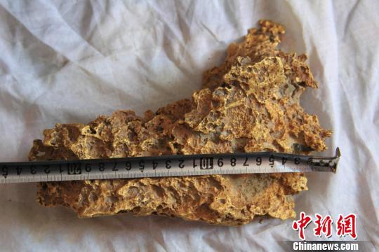 新疆青河县一牧民上周意外捡到一块狗头黄金，这块黄金酷似中国地图。