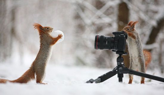 图中左侧松鼠保持身体直立，前爪还托着雪球，在相机前摆好姿势。(网页截图)