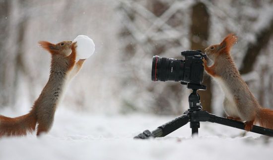 2只红松鼠在雪地中嬉戏，其中一只拍下“朋友”捧着雪球的姿态。(网页截图)