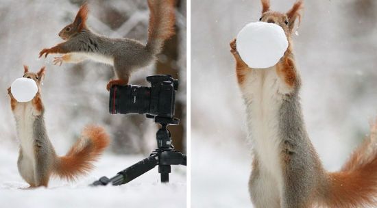 但是这位“摄影师”很快就对抓拍动作感到厌烦，决定加入到照片场景中。右图中，松鼠似乎对雪球中的坚果产生兴趣。(网页截图)