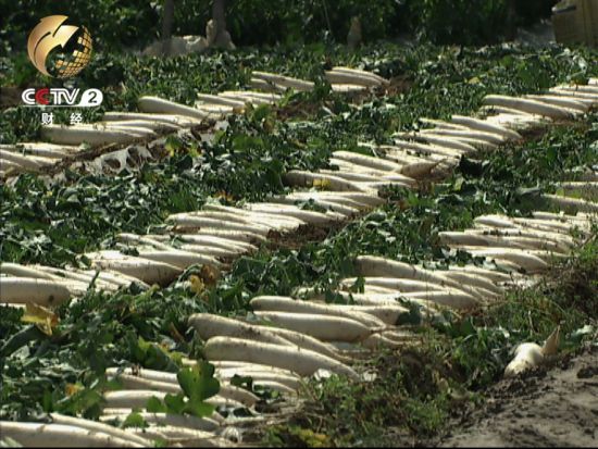 潼南县双坝村有耕地6836亩，其中5000亩都种植了萝卜 　　仅这一季 萝卜的产量就超过了2500万吨