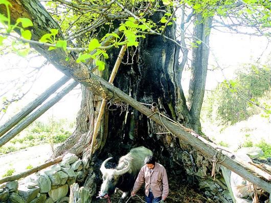 湖北千年银杏树被雷劈死40年后复活(图)