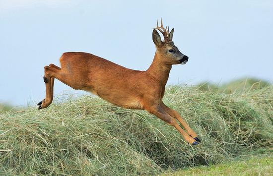 莉斯·达克(Liz Dack)在风景如画的诺福克拍摄到这只矮鹿跳跃的精美照片。(网页截图)