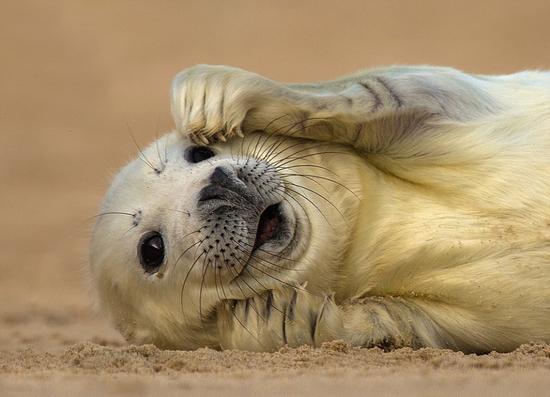 这只可爱的灰海豹正在海滩上晒太阳，是诺福克野生动物信托会摄影大赛的入围作品之一。(网页截图)