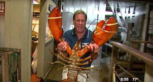美国长岛餐馆现25磅大龙虾专家估计其已95岁高龄