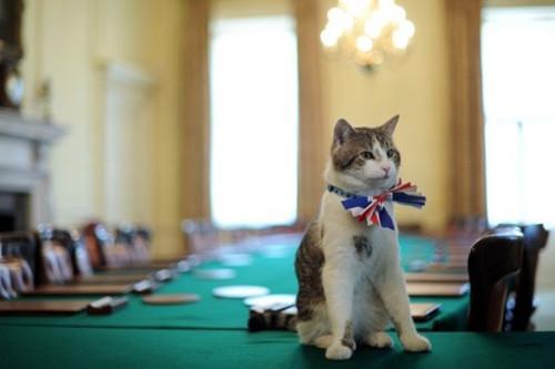 英國首相養的貓