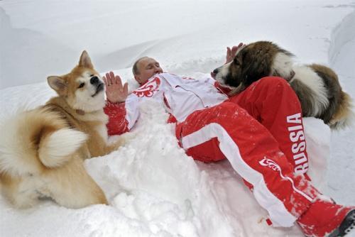 俄罗斯总统普京在莫斯科郊外散步时与一只保加利亚牧羊犬和一只秋田犬在雪地中玩耍。