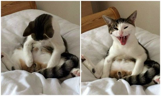小公猫“米洛”不久前做了绝育手术，麻醉药劲退去，一觉醒来的它看了看自己两腿之间，顿时“震惊了”。