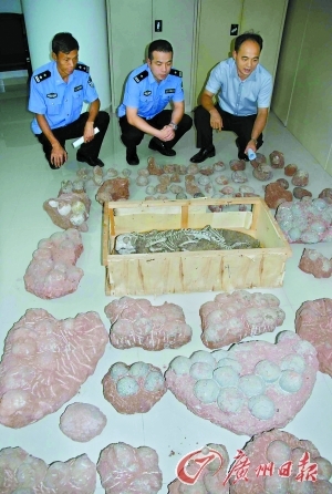 警方在清点缴获的一批恐龙蛋化石和恐龙骨骼化石。