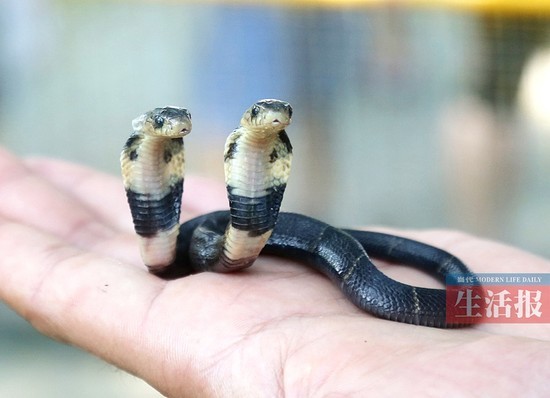广西南宁动物园现双头蛇 两头互相厮咬打架