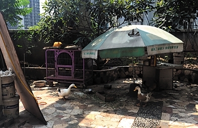 渝北渝景大廈，業主在屋頂飼養雞鴨，讓鄰居很煩惱。重慶晨報記者 胡傑 攝