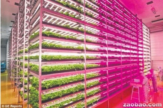 日本将现世界首个机器人自动菜园造价20亿日元