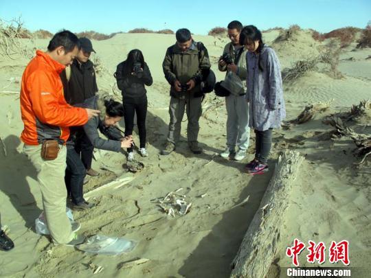 大家在一处遭到破坏的古墓表面发现了不少被风化的尸骨。　杨东 摄