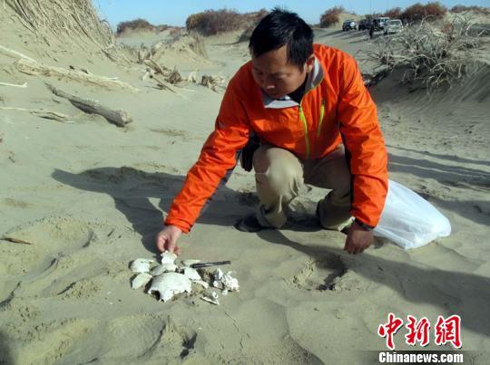 兰州大学资源环境学院教授董广辉为尸骨拍照做标记，编号。