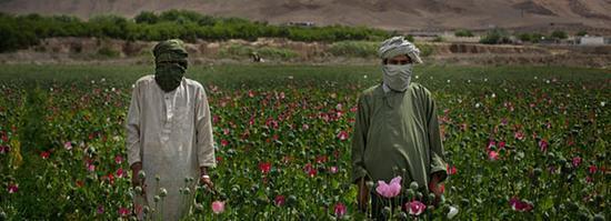 阿富汗毒品出口额达280亿美元 已超本国GDP