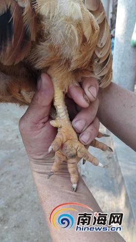 这只母鸡的爪子后面有一个角状物，据称只有很老的母鸡才会长。