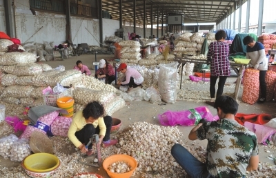 4月13日，在河南省中牟縣的一個大型蔬菜批發市場，蒜商在分揀大蒜，批發價格每斤5元-6元不等。新華社發