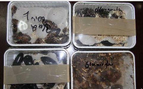 海关查获巨型蟑螂 不明黑色褐色活体昆虫 包裹来自德国