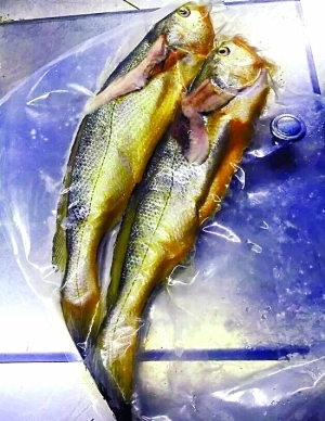 大“1949华家里”厨房里的东海野生小黄鱼。