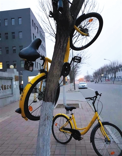 3月19日，北京昌平城區，一輛ofo單車被挂在樹上。