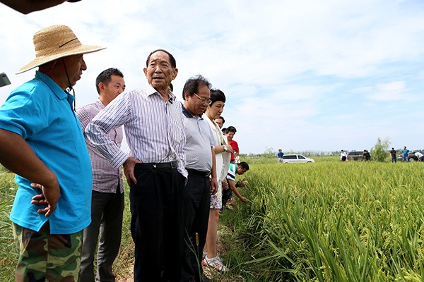 2017年8月29日，中國工程院院士袁隆平來到山東即墨市即發金口農副業基地海水稻試驗田察看水稻長勢。視覺中國 資料