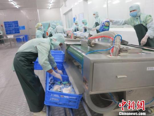 广东珠海海鲈鱼深加工出口呈井喷式增长