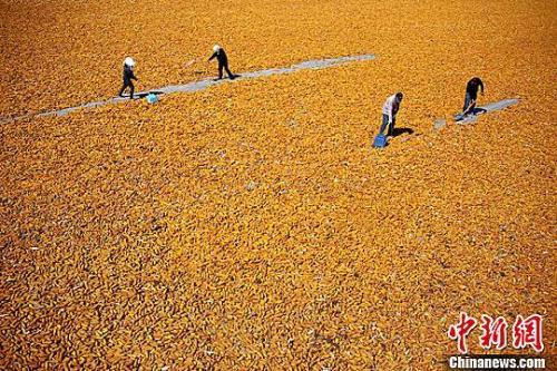 资料图：金秋九月，甘肃张掖市临泽县26.5万亩制种玉米进入收获期，金黄色成为当地田间地头的主色调。赵琳 摄