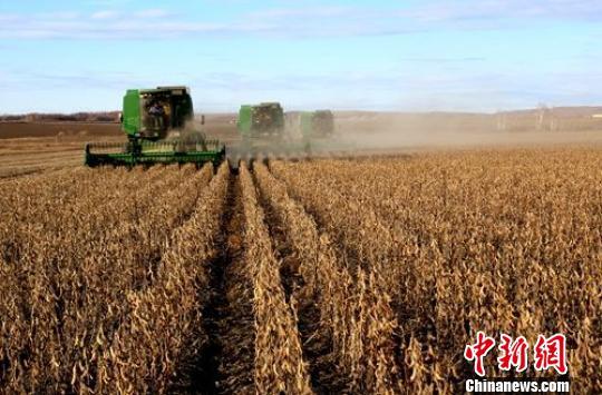黑河市秋天机械化收割大豆。汪亮 摄 