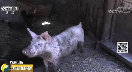 非洲猪瘟在罗马尼亚持续蔓延经济损失或达数亿欧元