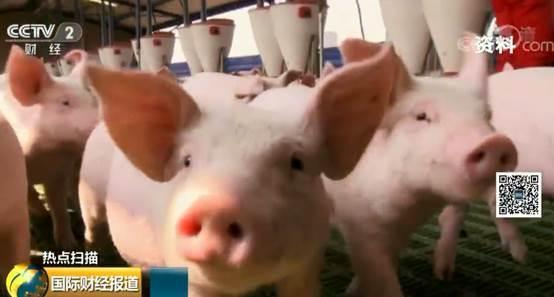 非洲猪瘟在罗马尼亚持续蔓延经济损失或达数亿欧元