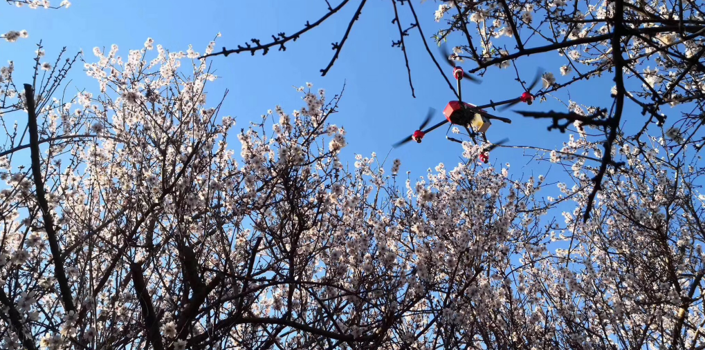 在澳大利亚用无人机，协助蜜蜂为杏仁树授粉 